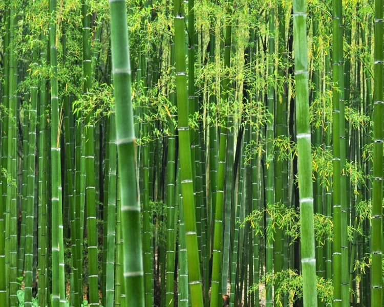 13 Jenis Bambu  di Dunia Lengkap dengan Gambarnya