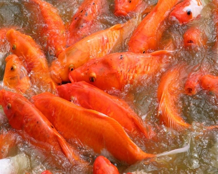 Morfologi Ikan Mas Klasifikasi dan Jenis jenisnya